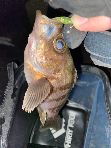 シロメバルの釣果