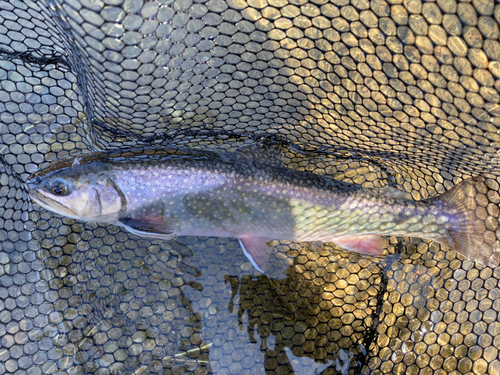 ニジマスの釣果