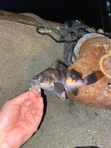 クロメバルの釣果