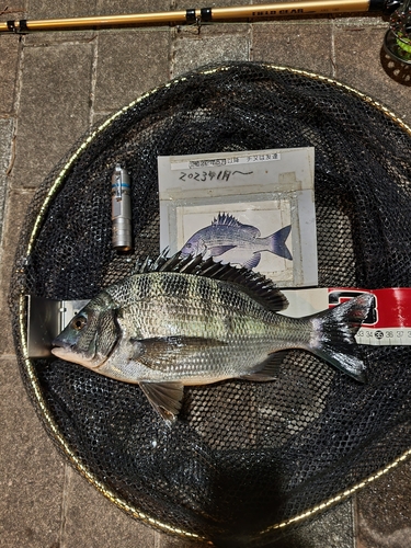 クロダイの釣果