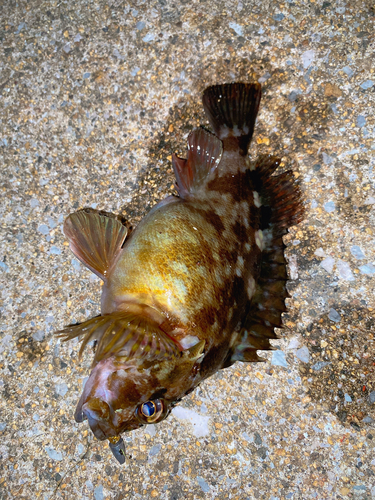 カサゴの釣果