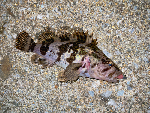 タケノコメバルの釣果