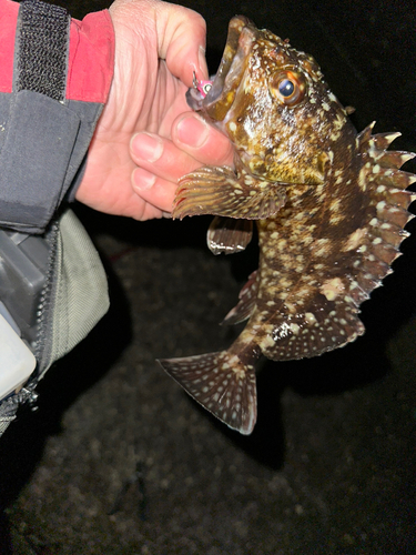 カサゴの釣果