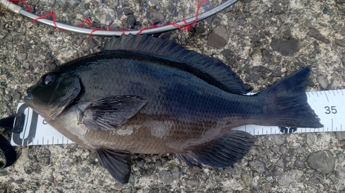 クチブトグレの釣果