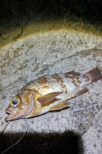 シロメバルの釣果