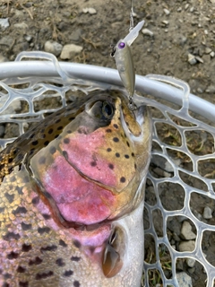 トラウトの釣果