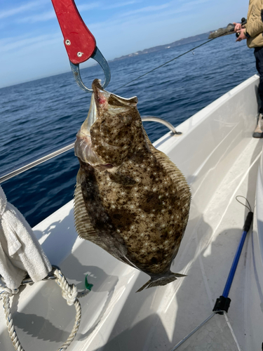 ヒラメの釣果