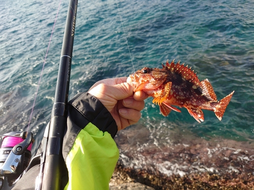 ガシラの釣果