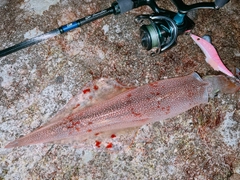 ヤリイカの釣果