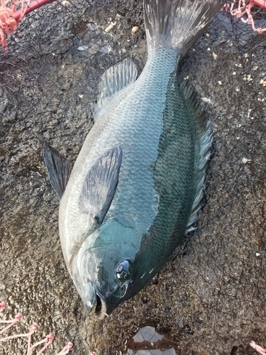 グレの釣果