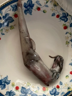 ササイカの釣果