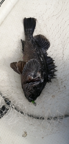 クロソイの釣果