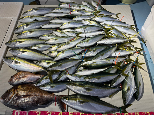 ハマチの釣果