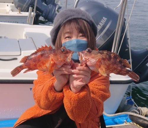 アラカブの釣果