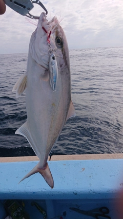 ショゴの釣果