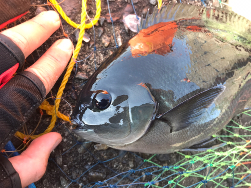 オナガグレの釣果