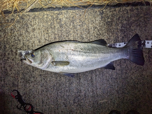 ヒラスズキの釣果