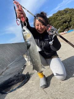 ボラの釣果