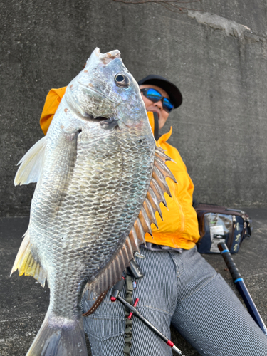 キビレの釣果