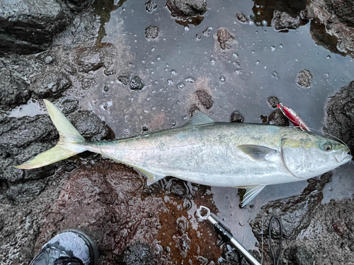 ヤズの釣果