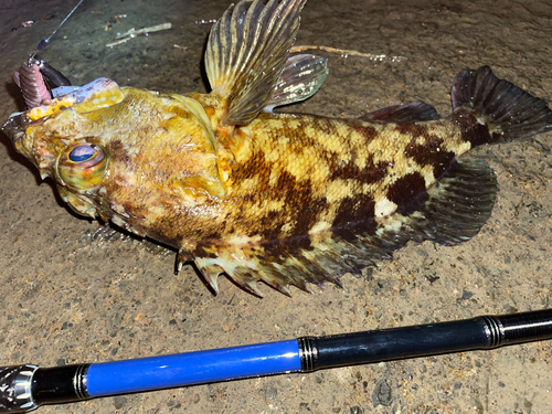 カサゴの釣果