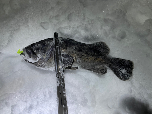 クロソイの釣果