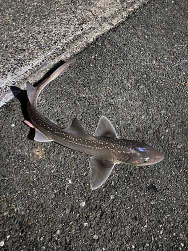 ホシザメの釣果