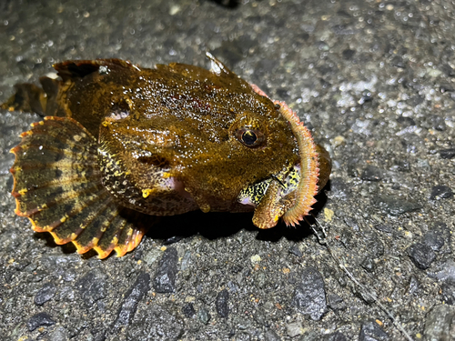 ギスカジカの釣果