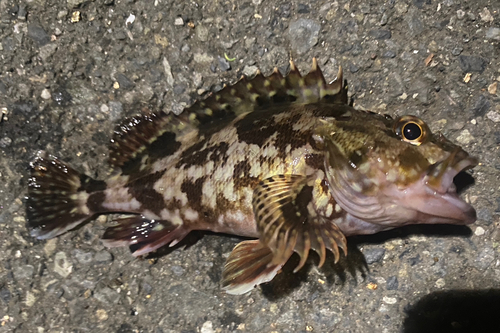 カサゴの釣果