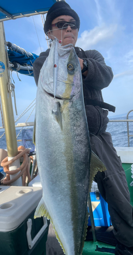 ブリの釣果