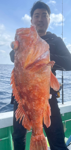 ウッカリカサゴの釣果