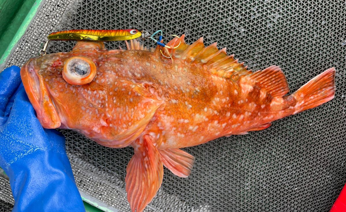 ポケ船長さんの釣果 3枚目の画像