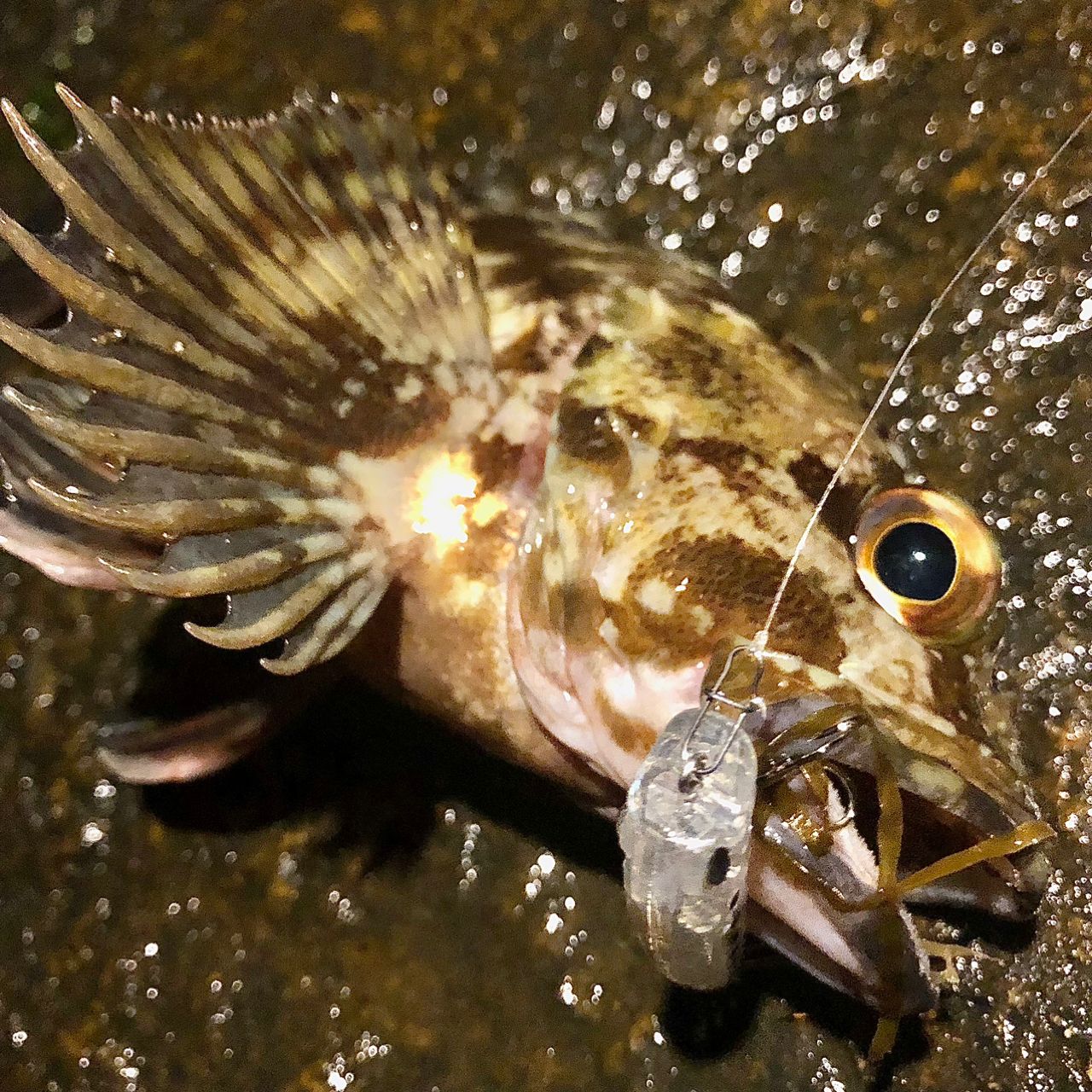 カサゴ