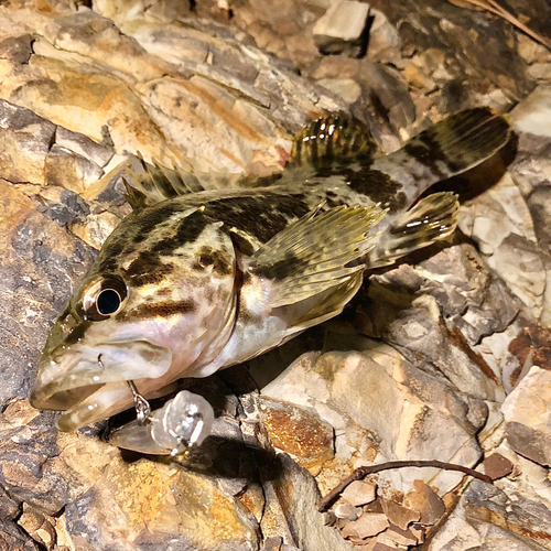 タケノコメバルの釣果