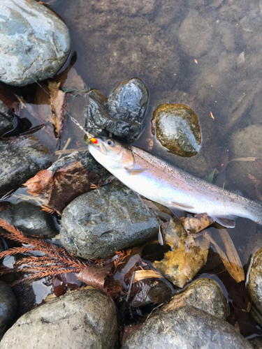 ニジマスの釣果