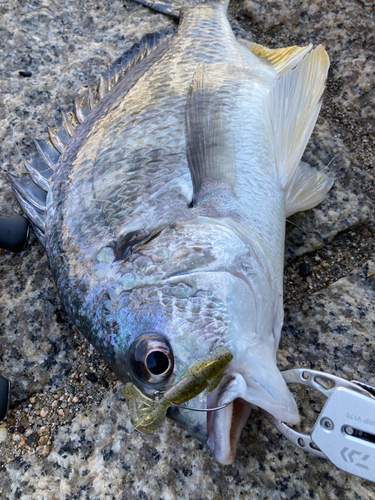 キビレの釣果