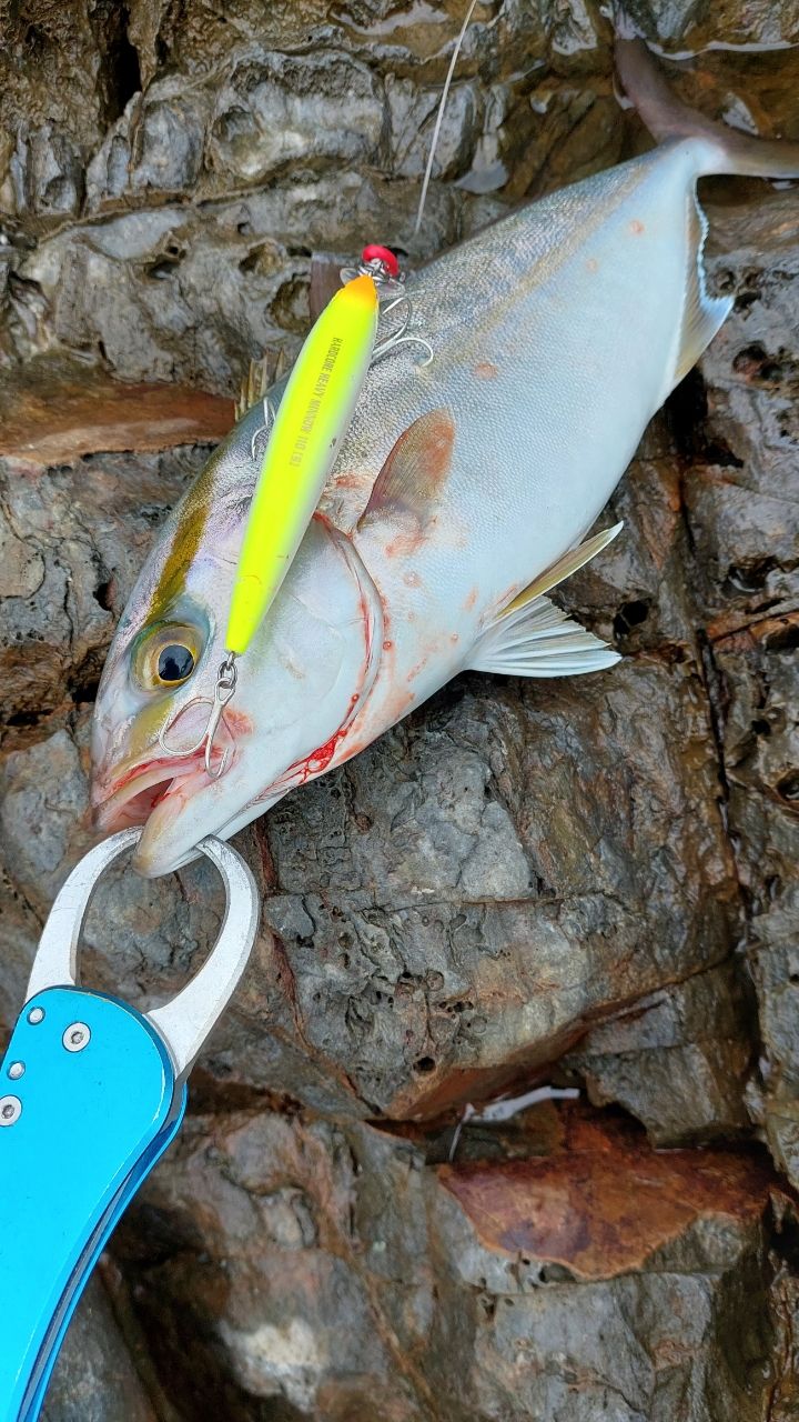 🐟️釣りやろう🐟️さんの釣果 2枚目の画像