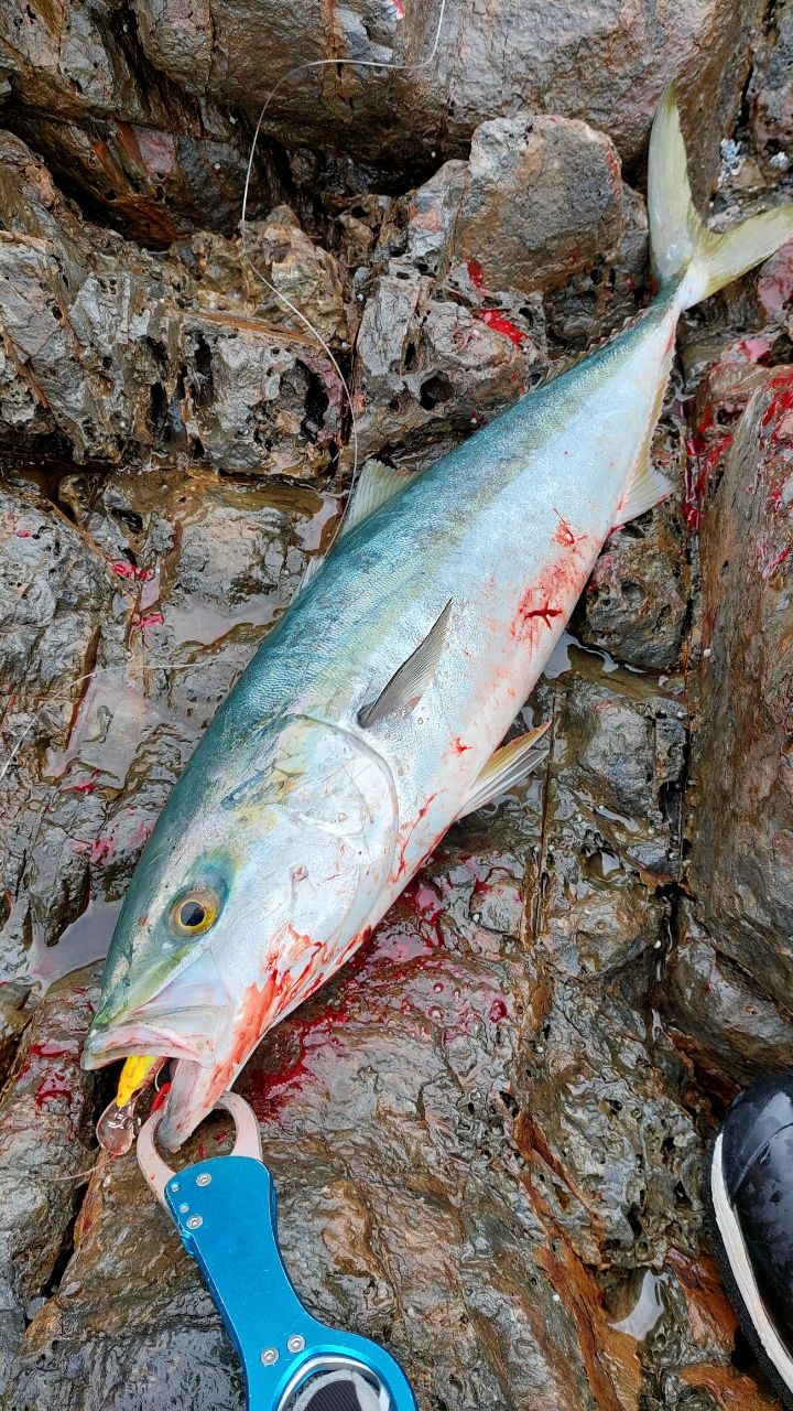 🐟️釣りやろう🐟️さんの釣果 2枚目の画像