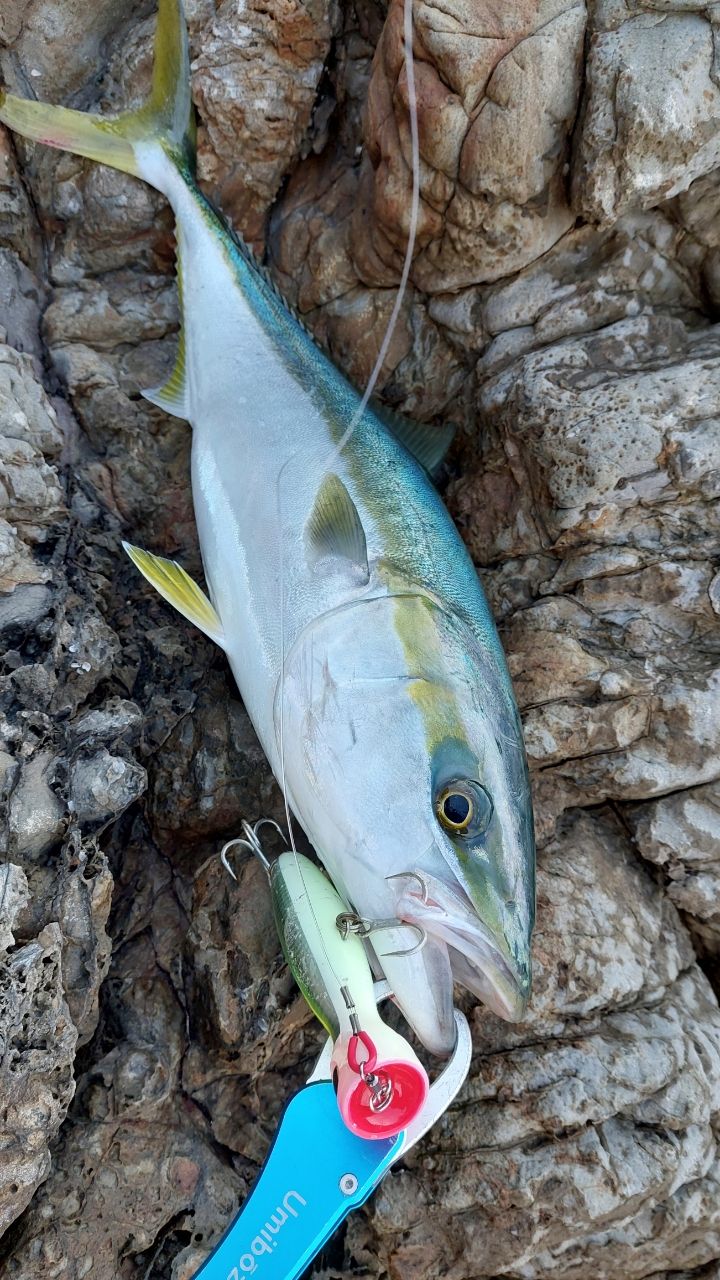 🐟️釣りやろう🐟️さんの釣果 2枚目の画像