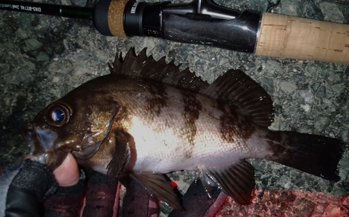 メバルの釣果