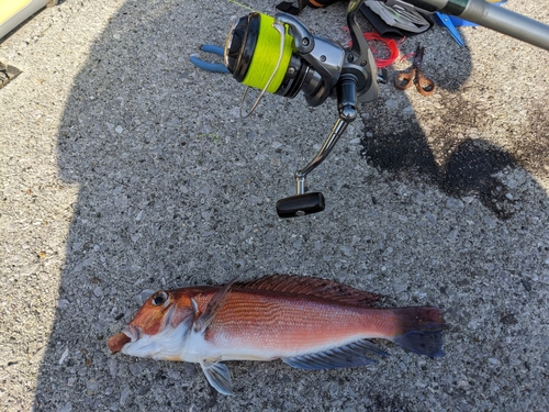 アマダイの釣果