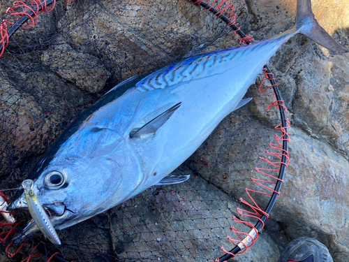 スマガツオの釣果