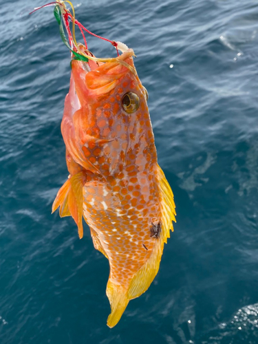 アコウの釣果