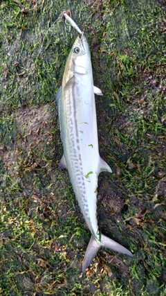 サゴシの釣果