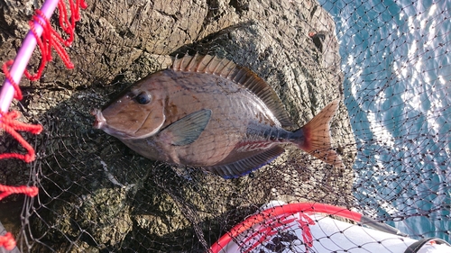 サンノジの釣果