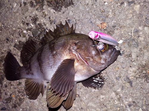 メバルの釣果