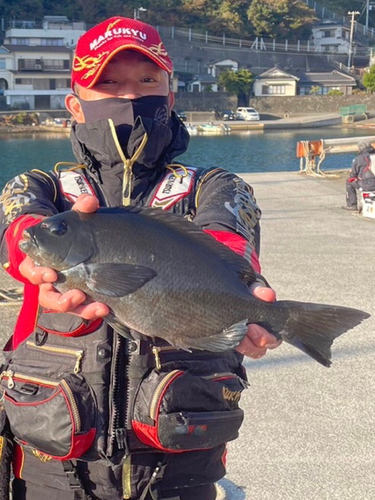 クチブトグレの釣果