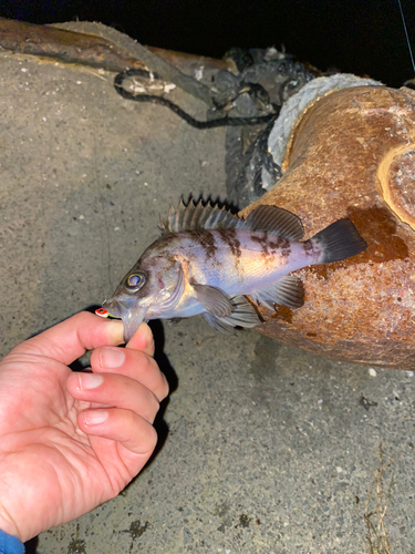 クロメバルの釣果