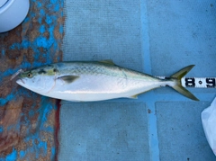 ブリの釣果