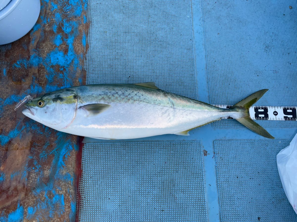 けんたけさんの釣果 1枚目の画像